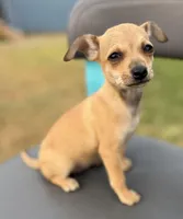 Brownie , a female Chihuahua for sale in Los Fresnos, TX – Photo 4 of 4