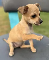Brownie , a female Chihuahua for sale in Los Fresnos, TX – Photo 2 of 4
