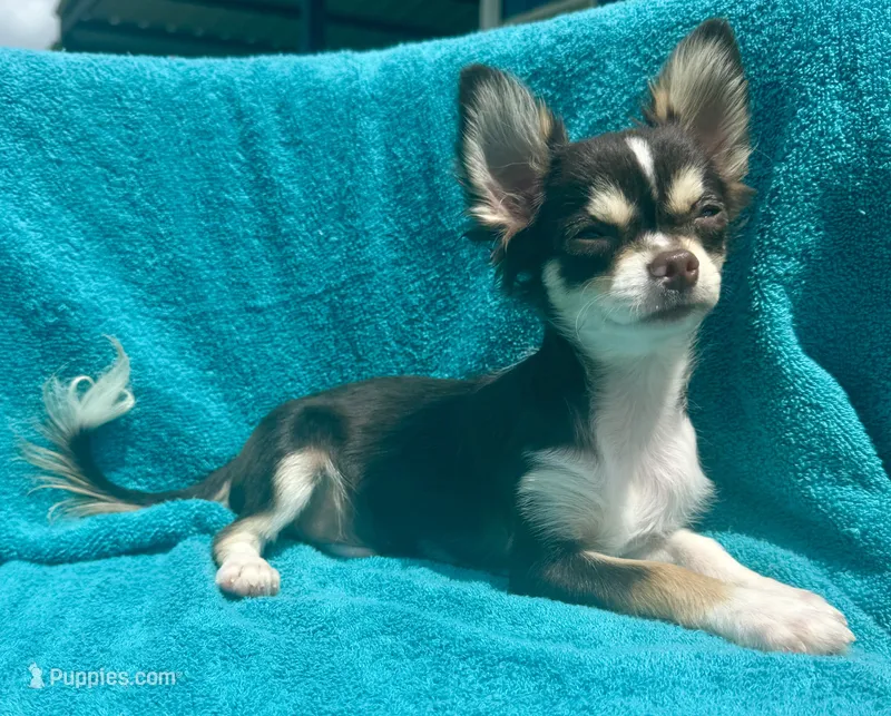 Coco long hair  – Chihuahua puppy for sale in Los Fresnos, TX