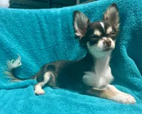 Coco long hair , a male Chihuahua for sale in Los Fresnos, TX – 1 of 10