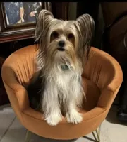 Simba, a male Yorkshire Terrier for sale in Los Fresnos, TX – 3 of 3