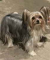 Simba, a male Yorkshire Terrier for sale in Los Fresnos, TX – 2 of 3