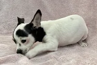 Flower, a female Chihuahua for sale in Los Fresnos, TX – 3 of 4