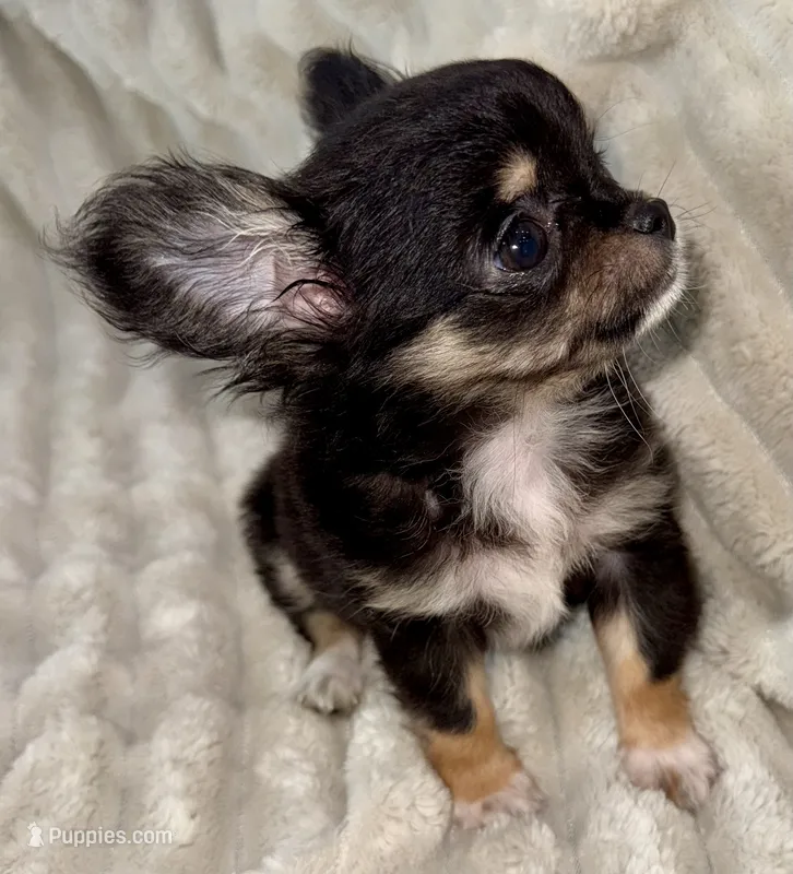 Teacup longhair Apple head – Chihuahua puppy on hold in Los Fresnos, TX