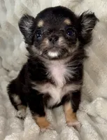 Teacup longhair Apple head, a male Chihuahua for sale in Los Fresnos, TX – 7 of 7