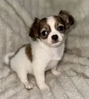 Cookie long hair , a female Chihuahua for sale in Los Fresnos, TX – 2 of 4