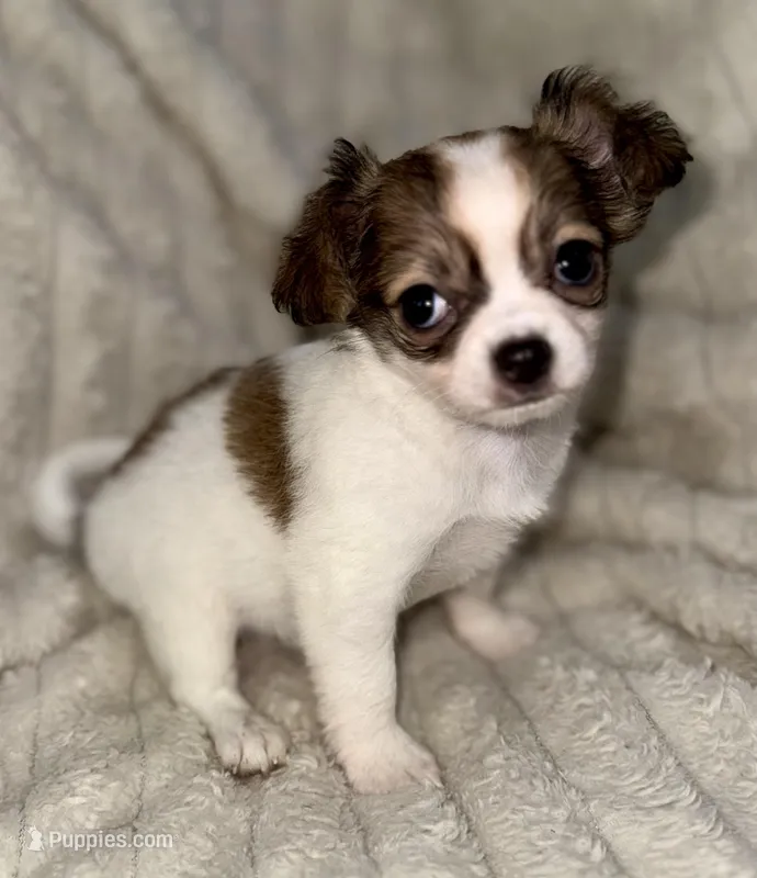 Cookie long hair  – Chihuahua puppy for sale in Los Fresnos, TX