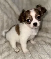 Cookie long hair , a female Chihuahua for sale in Los Fresnos, TX – 1 of 4