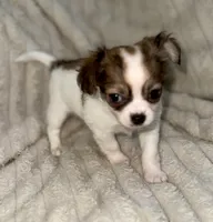 Cookie long hair , a female Chihuahua for sale in Los Fresnos, TX – 3 of 4