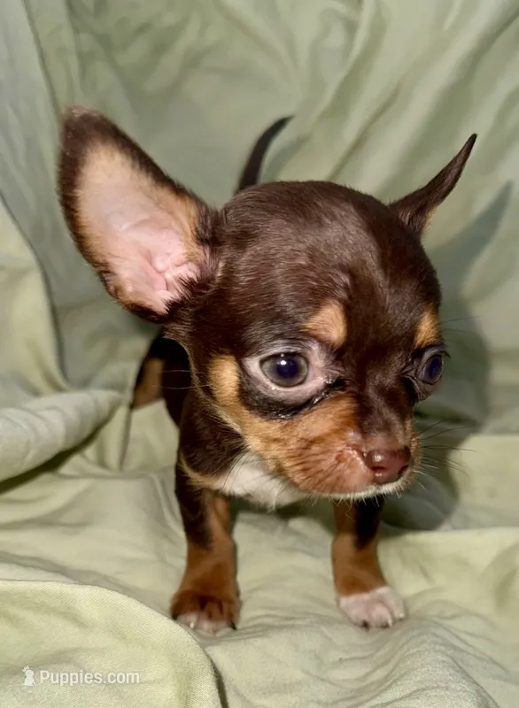Shorty – Chihuahua puppy for sale in Los Fresnos, TX