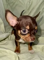 Shorty, a male Chihuahua for sale in Los Fresnos, TX – 1 of 4