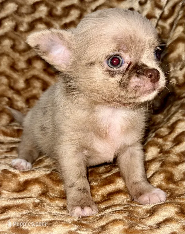 Merle long hair – Chihuahua puppy for sale in Los Fresnos, TX