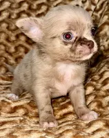 Merle long hair, a male Chihuahua for sale in Los Fresnos, TX – 1 of 8