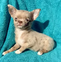 Merle , a male Chihuahua for sale in Los Fresnos, TX – 4 of 4