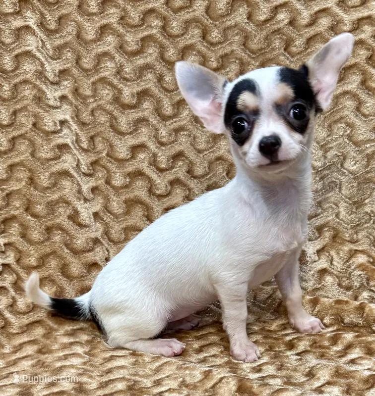 Spicy  – Chihuahua puppy for sale in Los Fresnos, TX