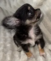 Teacup longhair Apple head, a male Chihuahua for sale in Los Fresnos, TX – 5 of 7