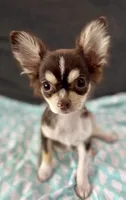 Coco long hair , a male Chihuahua for sale in Los Fresnos, TX – 4 of 7
