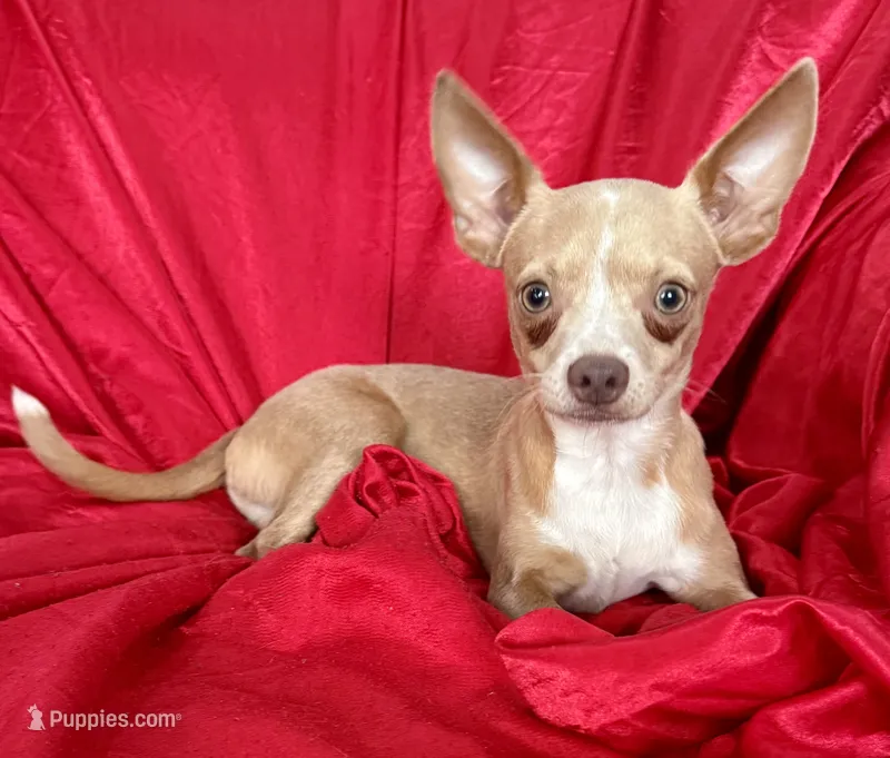 Goldie  – Chihuahua puppy for sale in Los Fresnos, TX