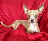 Goldie , a male Chihuahua for sale in Los Fresnos, TX – 1 of 6