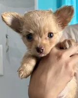 Ozzy long hair, a male Chihuahua for sale in Los Fresnos, TX – 2 of 4