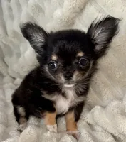Teacup longhair Apple head, a male Chihuahua for sale in Los Fresnos, TX – 4 of 7