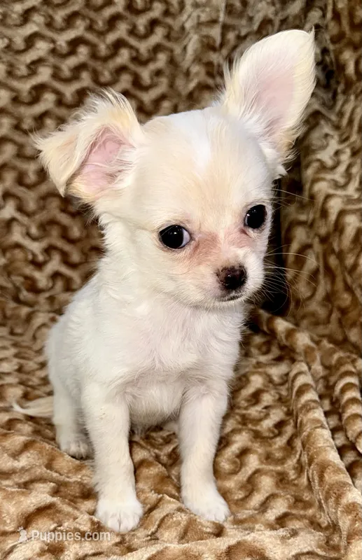 Pearl long hair  – Chihuahua puppy for sale in Los Fresnos, TX