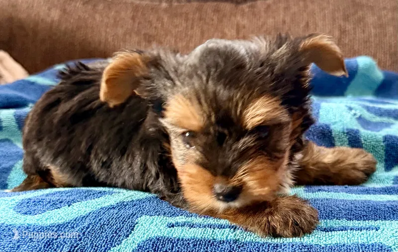 Jerry  – Yorkshire Terrier puppy for sale in Los Fresnos, TX