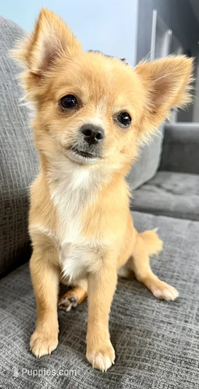 Teacup long hair  – Chihuahua puppy for sale in Los Fresnos, TX