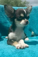 Coco long hair , a male Chihuahua for sale in Los Fresnos, TX – 7 of 10