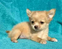Nickit, a female Chihuahua for sale in Los Fresnos, TX – 2 of 3