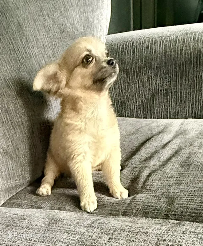 May long hair  – Chihuahua puppy for sale in Los Fresnos, TX