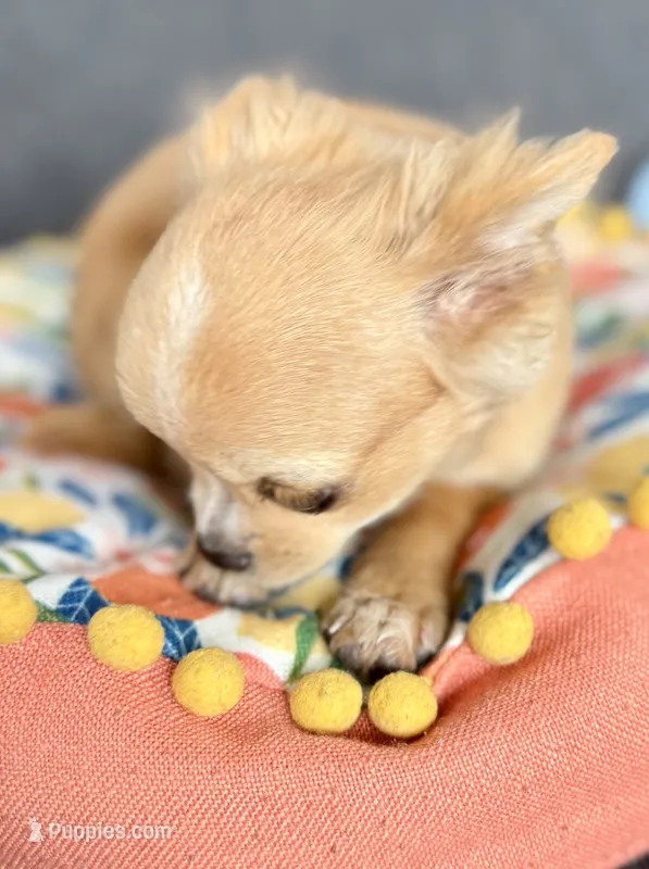 Nickit long hair  – Chihuahua puppy for sale in Los Fresnos, TX