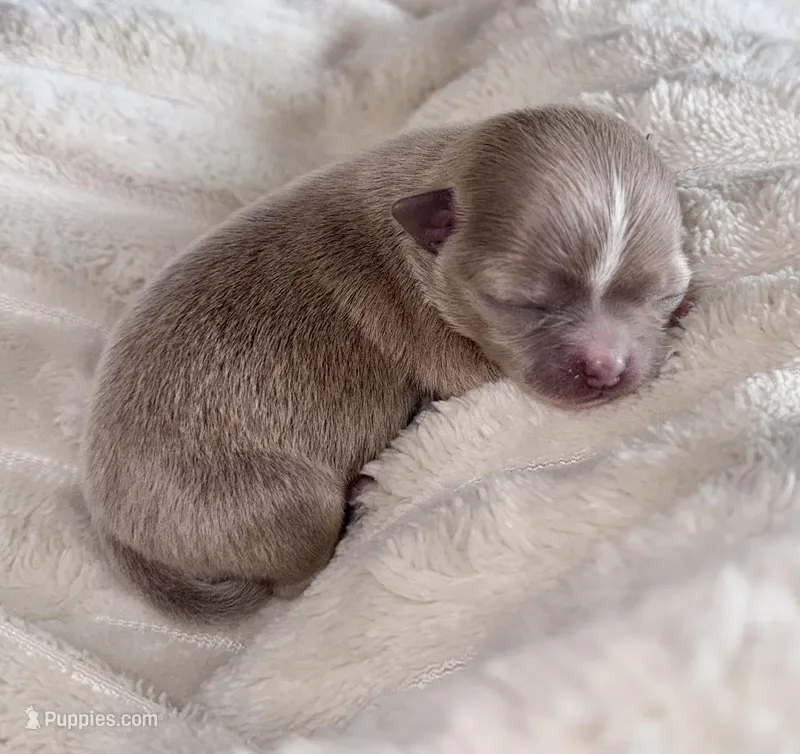 Lilac  – Chihuahua puppy for sale in Los Fresnos, TX