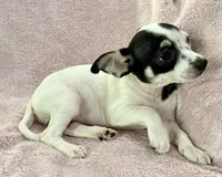 Flower, a female Chihuahua for sale in Los Fresnos, TX – 4 of 4