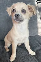 May long hair , a female Chihuahua for sale in Los Fresnos, TX – 2 of 3