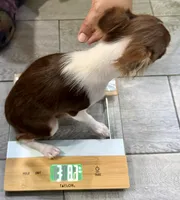 Maple long hair , a female Chihuahua for sale in Los Fresnos, TX – 6 of 6