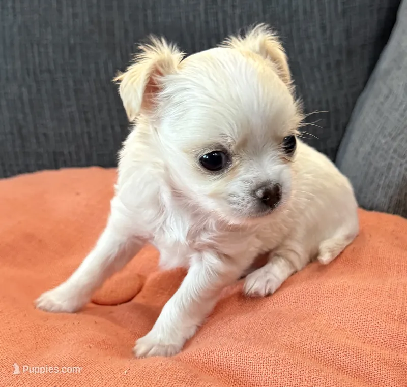 Long hair Apple head – Chihuahua puppy for sale in Los Fresnos, TX