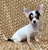 Spicy , a female Chihuahua for sale in Los Fresnos, TX – 6 of 7