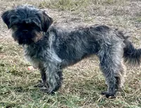 Chewy , a female Shih Tzu for sale in Los Fresnos, TX – Photo 2 of 3