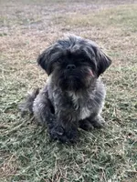 Chewy , a female Shih Tzu for sale in Los Fresnos, TX – Photo 3 of 3