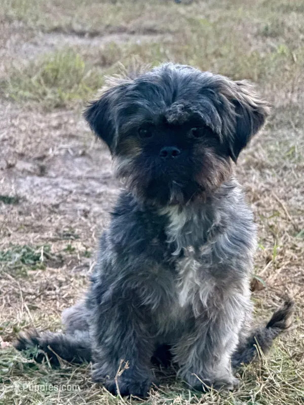 Chewy  – Shih Tzu puppy for sale in Los Fresnos, TX