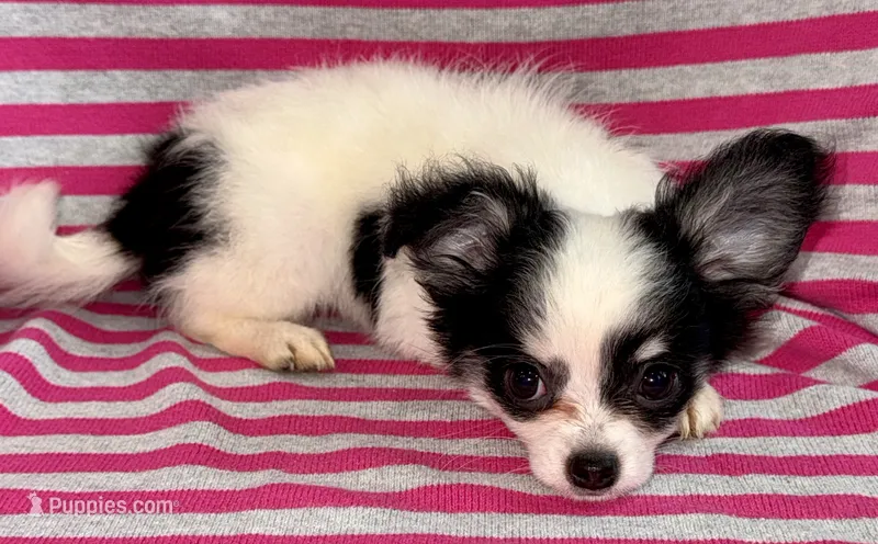 Oreo long hair  – Chihuahua puppy for sale in Los Fresnos, TX