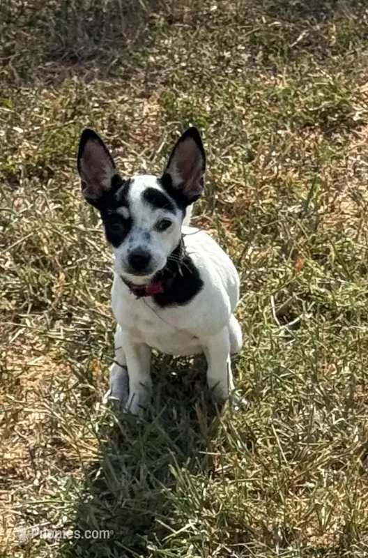 Flower – Chihuahua puppy for sale in Los Fresnos, TX