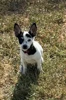 Flower, a female Chihuahua for sale in Los Fresnos, TX – 1 of 4