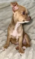 Ruby , a female Chihuahua for sale in Los Fresnos, TX – 2 of 3