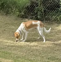 Antonio , a male American Black and Tan Coonhound for sale in Los Fresnos, TX – 2 of 3