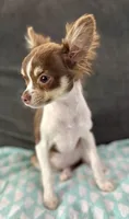 Maple long hair , a female Chihuahua for sale in Los Fresnos, TX – 2 of 6