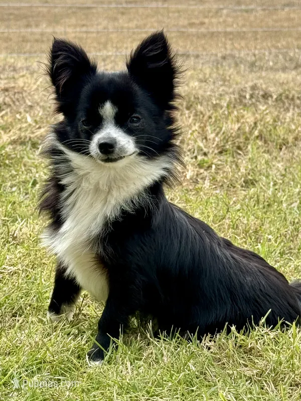 Yogi Apple head long hair