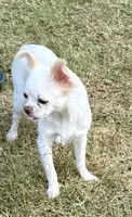 Luna long hair , a female Chihuahua for sale in Los Fresnos, TX – 3 of 6