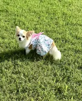 Rose, a female Chihuahua for sale in Los Fresnos, TX – Photo 1 of 2